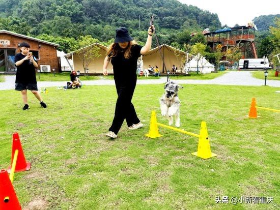 狗狗萌態(tài)新片段，小巷深處的萌寵樂園探秘