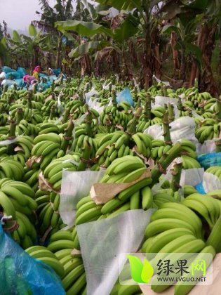 廣西香蕉產(chǎn)地價格行情探索，一場尋求內(nèi)心寧靜的香蕉之旅