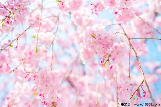 浪漫櫻花電影，櫻花約定與友情綻放的約定之旅