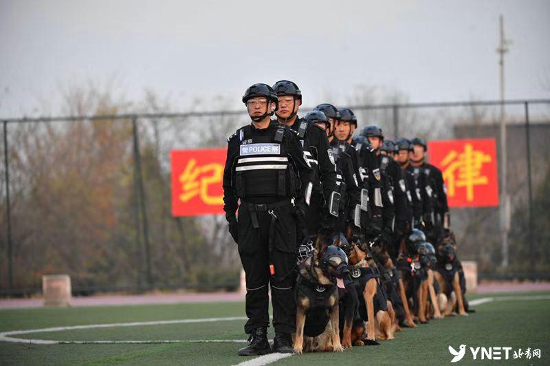 牧羊犬比賽超燃現(xiàn)場(chǎng)，激烈競(jìng)技展現(xiàn)犬只天賦！