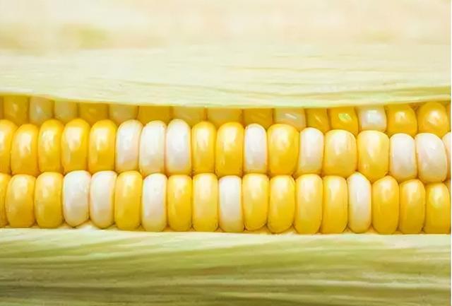 鮮食玉米行情深度解析，自然美景下的旅行探索之旅