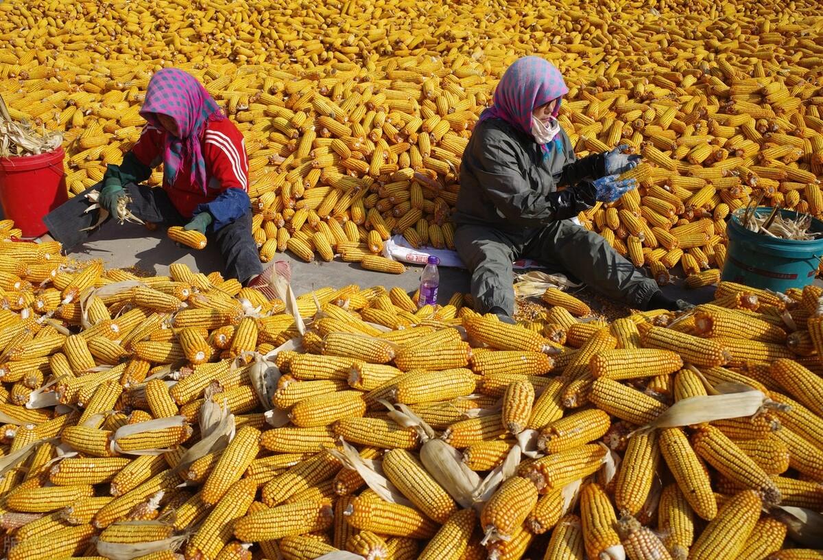 玉米價(jià)格實(shí)時(shí)動(dòng)態(tài)更新