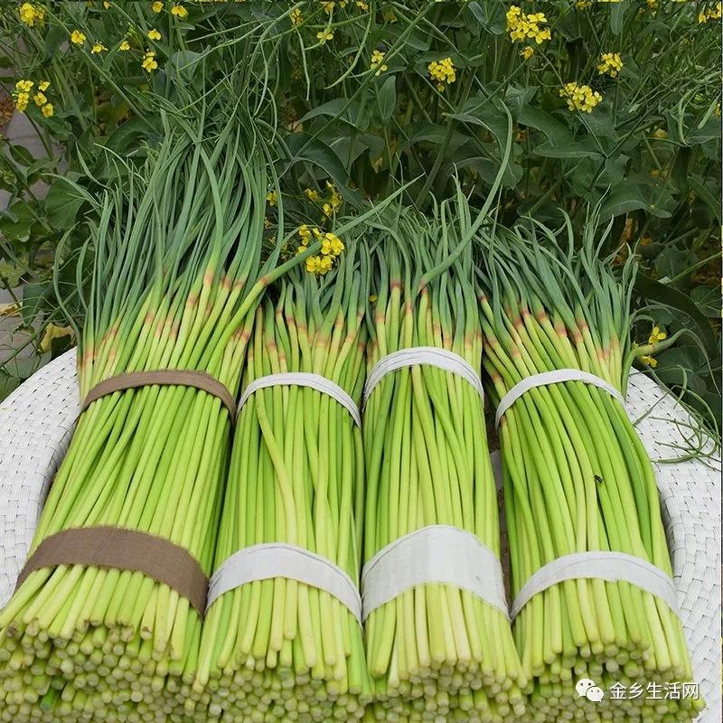 今日金鄉(xiāng)蒜片報價動態(tài)，變化中的學習助力實現(xiàn)夢想與自信