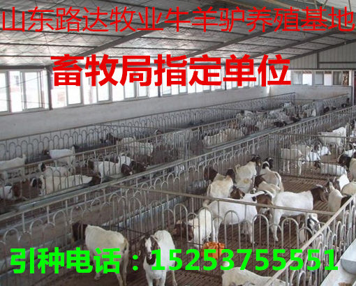 羊苗最新價格及溫情小故事，友情與羊苗的牽絆