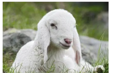 最新逗比羊，背景、事件與時(shí)代印記一網(wǎng)打盡！