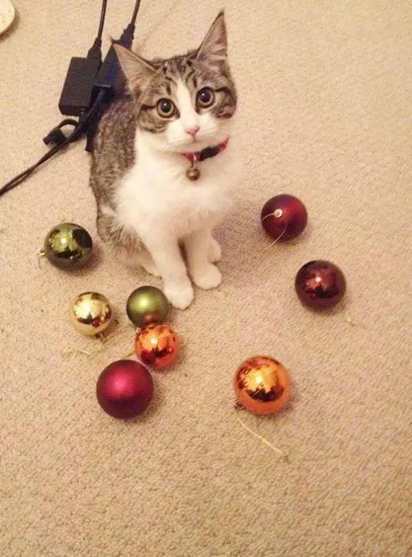 貓咪最新收藏，自然美景的心靈之旅，探索貓咪與大自然的獨(dú)特魅力