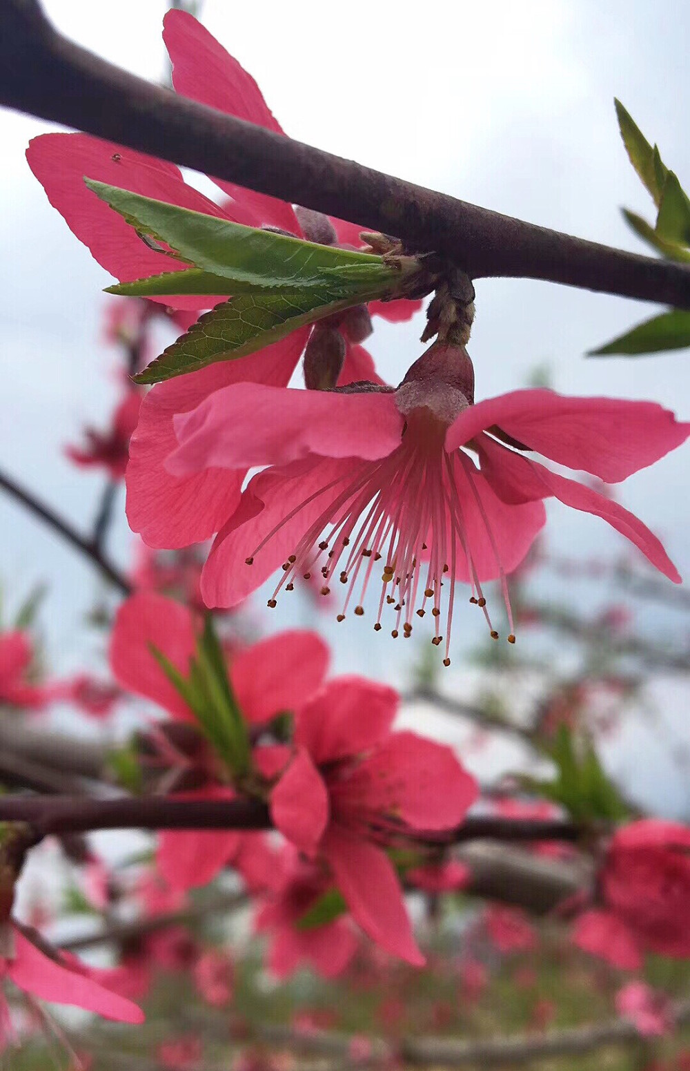 桃花最新版操作指南，從初學(xué)者到進(jìn)階用戶的通用教程