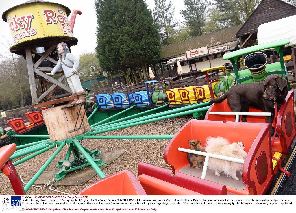 最新寵物項目，啟程勵志之旅，探尋自信與成就之源