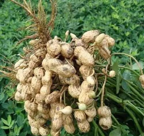 一粒種子的成長與無限可能，今日花生最新價格揭秘