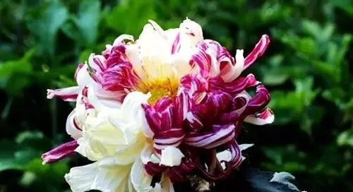 世上唯一的花最新章節(jié)獲取攻略，輕松掌握閱讀指南