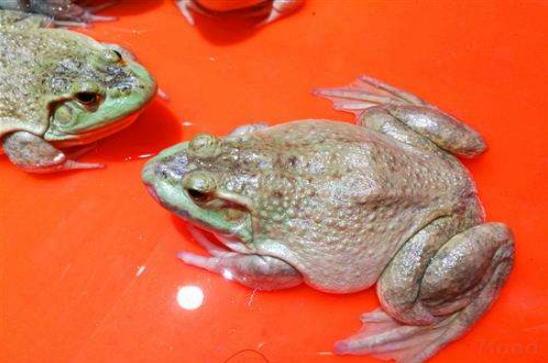 牛蛙最新收購(gòu)價(jià)格，自然美景探索之旅啟程