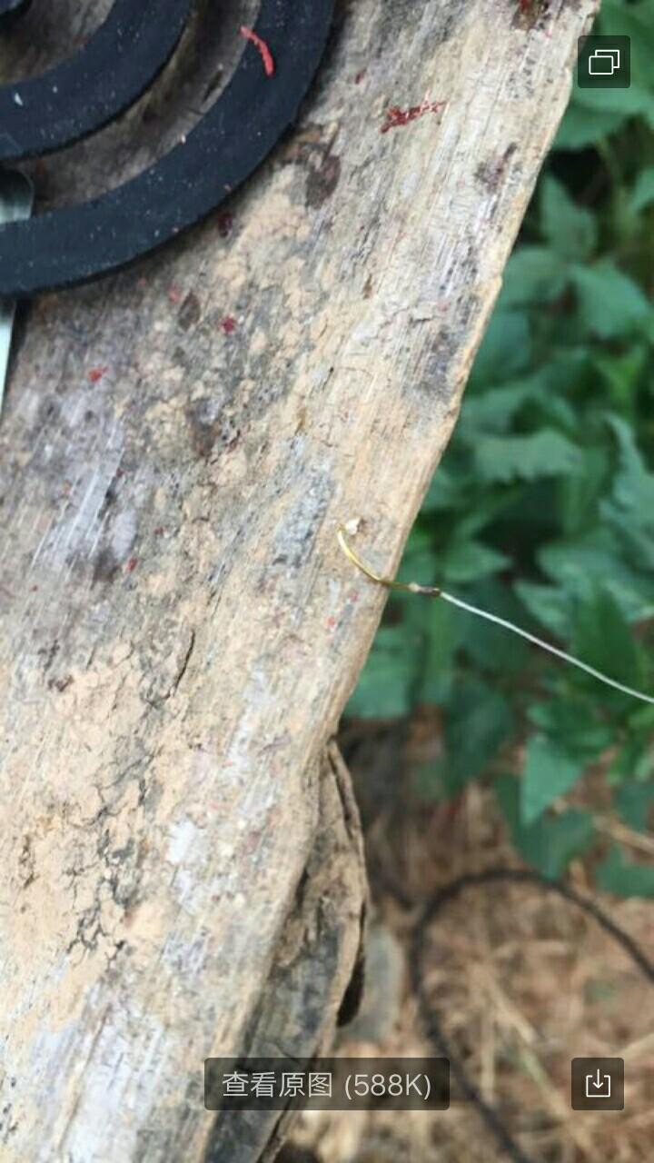 圓吻鲴魚最新釣法詳解與論述，釣獲秘訣大揭秘！