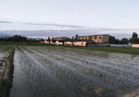 四川敖平川芎最新價格概覽，最新價格信息一覽無余