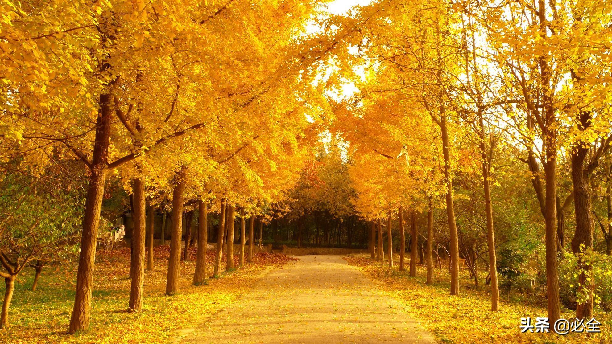 時(shí)代背景下的綠色價(jià)值探析，20公分銀杏樹(shù)最新價(jià)格揭秘