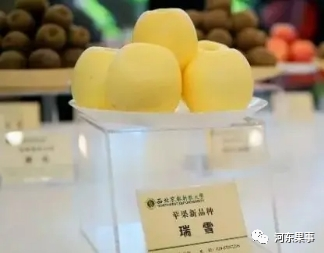 瑞陽(yáng)瑞雪蘋(píng)果最新動(dòng)態(tài)更新，最新消息揭秘