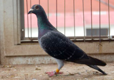 最新羅漢說(shuō)鴿119期視頻，揭秘小巷中的隱藏美食天堂