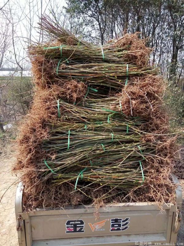 連翹最新收購價(jià)格及獲取步驟指南