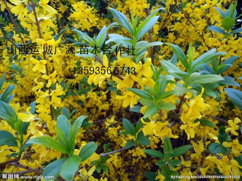 連翹最新收購價(jià)格及獲取步驟指南