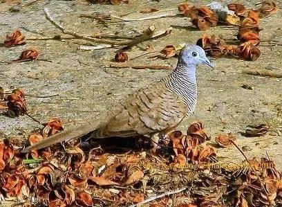 臺風(fēng)苗柏最新動態(tài)，風(fēng)暴中的力量與影響視頻報(bào)道