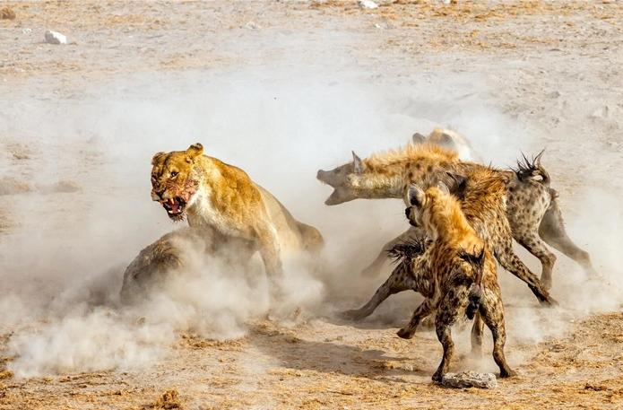 叢林大作戰(zhàn)2最新版，友情冒險之旅開啟！